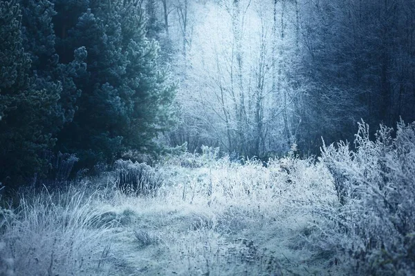 Forest meadow and trees covered with crystal clear hoarfrost. Idyllic landscape. Mysterious blue light. Winter wonderland. Nature, climate change, ecology, environmental conservation