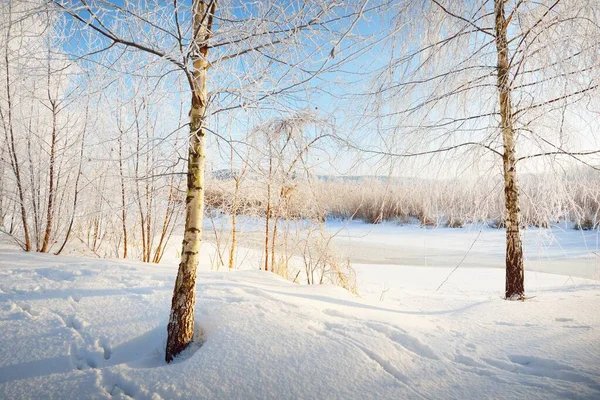 Een Kleine Bevroren Rivier Hoge Berkenbomen Vorst Een Sneeuwstorm Close — Stockfoto