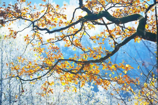 Mrożone Rośliny Młode Drzewa Pokryte Rime Kolorowe Zielone Żółte Złote — Zdjęcie stockowe