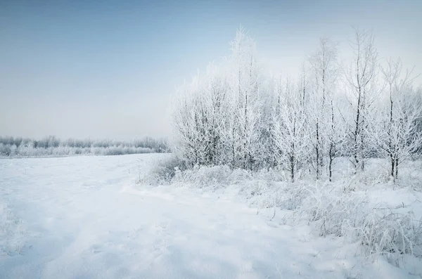 Picturesque panoramic view of the snow-covered forest (old city park) on a clear day. Trees in hoarfrost close-up. Winter wonderland. Seasons, climate change, pure nature, ecology, environment