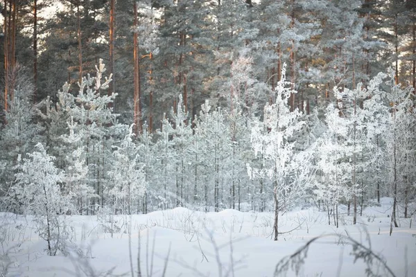 Jeneverbes Sparren Pijnbomen Bij Zonsondergang Naaldbos Een Sneeuwstorm Zonnestralen Gloeien — Stockfoto