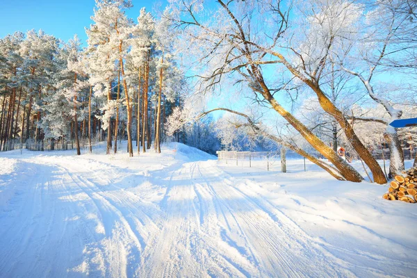 Met Sneeuw Overdekte Landweg Door Het Dorp Hoge Pijnbomen Hevige — Stockfoto