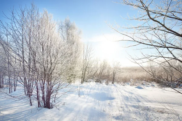 Bouleau Autres Feuillus Sur Colline Enneigée Après Blizzard Flocons Neige — Photo