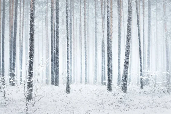 Snow-covered pine tree forest in a blizzard. Mighty evergreen trees close-up. Atmospheric landscape. Idyllic rural scene. Winter wonderland. Panoramic view. Pure nature, climate change, seasons