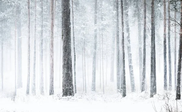 Sentiero Attraverso Pineta Innevata Una Bufera Neve Potenti Alberi Sempreverdi — Foto Stock