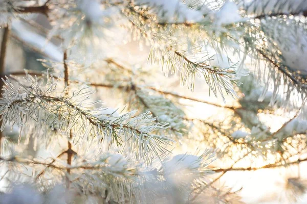 Hoar Frost Młodej Zielonej Gałęzi Jodły Igły Zbliżenie Las Iglasty — Zdjęcie stockowe