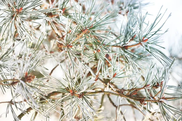 Jeune Branche Sapin Vert Aiguilles Gros Plan Forêt Conifères Coucher — Photo