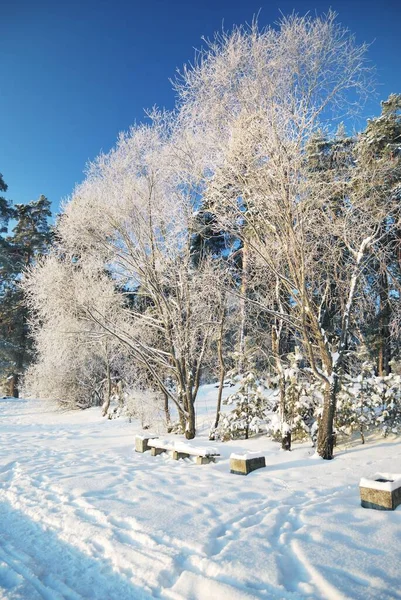 Arbre Feuilles Caduques Couvert Givre Blanc Cristallin Paysage Idyllique Ciel — Photo