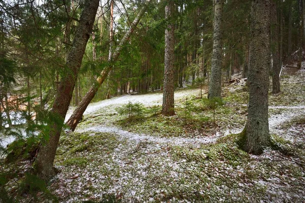 Pathway Snow Covered Hill Mixed Coniferous Forest Green Pine Spruce — Stock Photo, Image