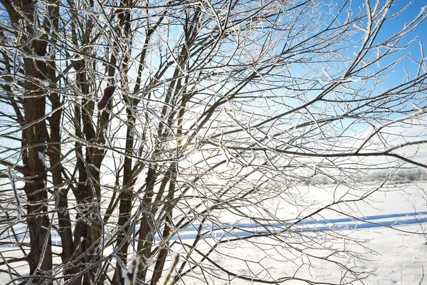 Strom Bouři Chraptivý Mráz Větvích Čisté Ranní Slunce Padající Sněhové — Stock fotografie