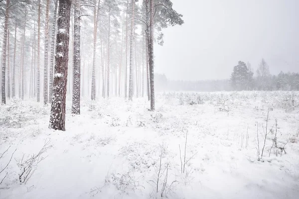 Snow-covered pine tree forest in a blizzard. Mighty evergreen trees close-up. Atmospheric landscape. Idyllic rural scene. Winter wonderland. Panoramic view. Pure nature, climate change, seasons