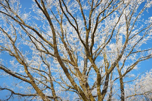 Vista Ángulo Bajo Los Árboles Caducifolios Altos Después Una Ventisca — Foto de Stock