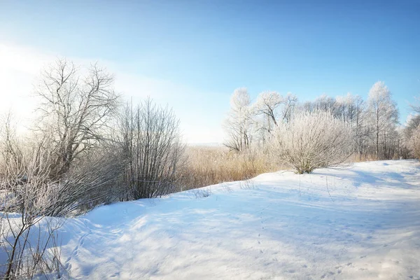 Berk Andere Loofbomen Besneeuwde Heuvel Een Sneeuwstorm Sneeuwvlokken Puur Ochtendzonlicht — Stockfoto