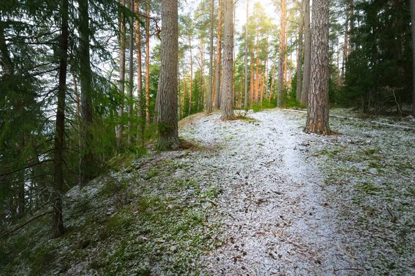 Caminho Através Colina Coberta Neve Uma Floresta Coníferas Mistas Pinheiros — Fotografia de Stock