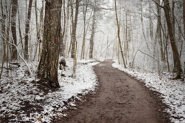 Caminho Estrada Rural Através Floresta Perene Depois Uma Nevasca Poderosas — Fotografia de Stock