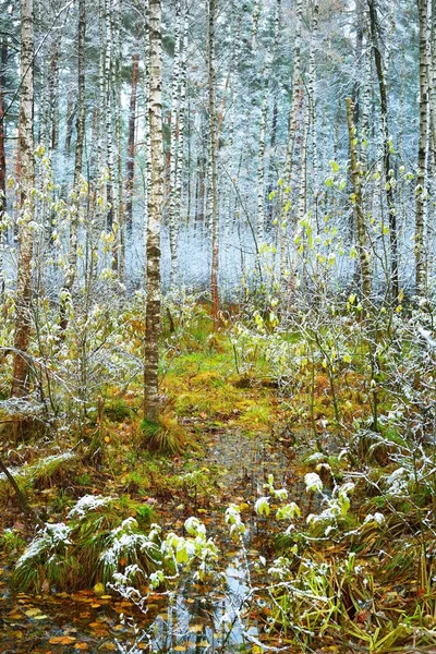 Laubbäume Kristallweißen Raureif Waldboden Aus Bunten Goldenen Blättern Und Neuschnee — Stockfoto