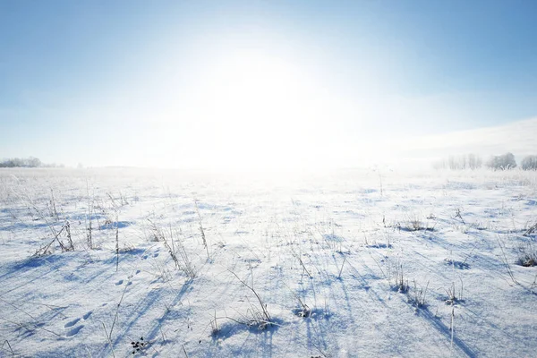 吹雪の後の雪に覆われたフィールドのパノラマビュー 近くに茂み 真昼の太陽 真っ青な空 氷の砂漠 冬の不思議の国 クリスマス休暇地球温暖化をテーマに フィンランドのラップランド — ストック写真