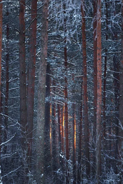 Ściana Sosen Świerków Brzozy Lesie Iglastym Zachodzie Słońca Złoty Wieczorne — Zdjęcie stockowe