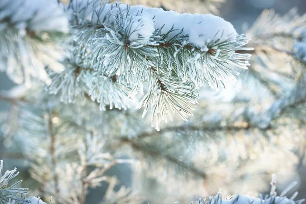 Hoar Frost Young Green Fir Tree Branch Needles Close Coniferous — Stock Photo, Image