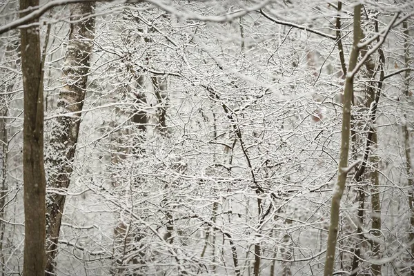 霧の中の森 最初の雪に覆われた強大な木 初冬だ 大気の風景 気候変動 生態系 環境保全 モノクローム画像 — ストック写真