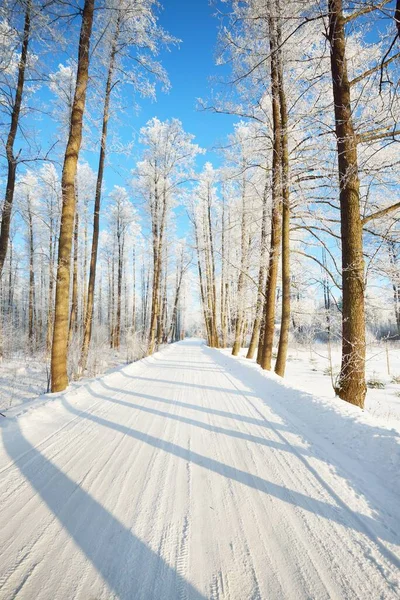 Une Ruelle Couverte Neige Travers Les Grands Arbres Gelés Par — Photo