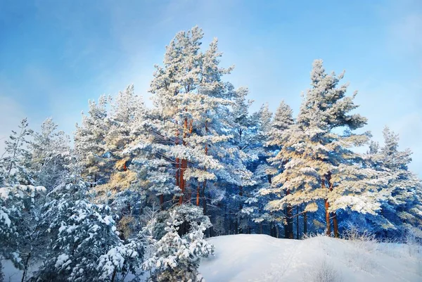 Snow-covered fir trees on the hill close-up. Bright blue sky with cirrus clouds. Idyllic rural scene. Winter wonderland. Lapland, Finland