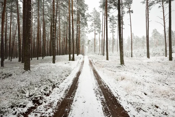 Pathway (rural road) through the evergreen forest after a blizzard. Mighty trees covered by the first snow. Atmospheric landscape. Idyllic rural scene. Winter wonderland. Pure nature, climate, seasons