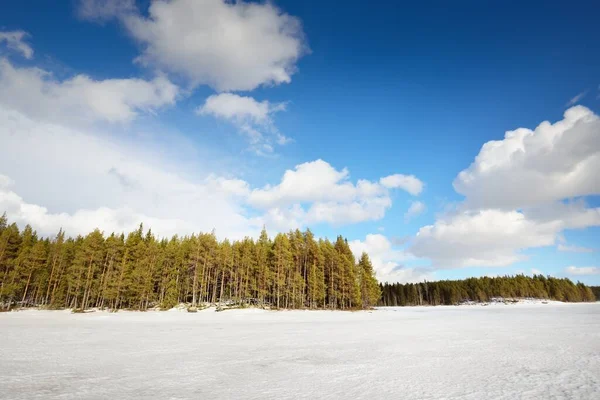Замерзшее Озеро Сосновый Лес Закате Структура Льда Трактор Отслеживает Крупным — стоковое фото