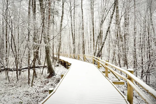 Chemin Moderne Bois Promenade Travers Forêt Feuilles Persistantes Après Blizzard — Photo