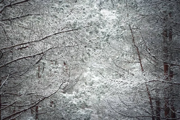 Dunkler Wald Nebel Mächtige Bäume Stämme Und Äste Die Vom — Stockfoto