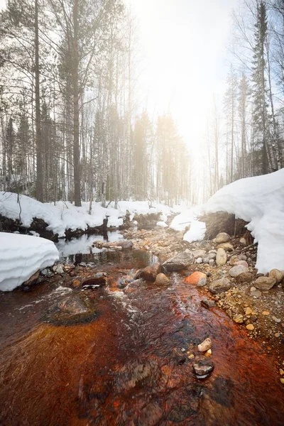 在白雪覆盖的森林中的野生河流 石头特写 水晶清澈的水 宜人的冬季场景 环境保护 气候变化 生态旅游 圣诞节概念 — 图库照片