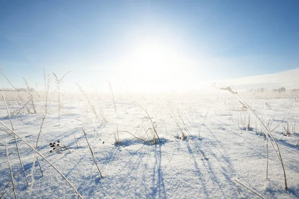 Panoramiczny Widok Pokryte Śniegiem Pole Zamieci Krzaki Bliska Południowe Słońce — Zdjęcie stockowe