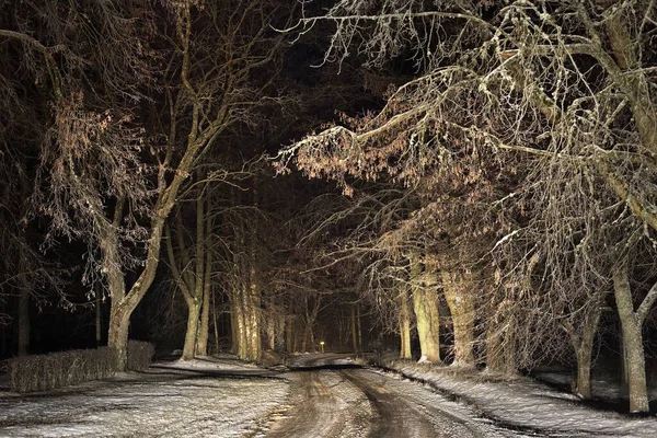 Освітлена Снігом Дорога Утворює Сільську Дорогу Через Високі Дерева Вночі — стокове фото