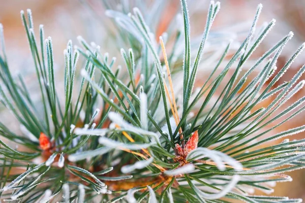 Froid Cervical Sur Jeune Branche Sapin Vert Aiguilles Gros Plan — Photo