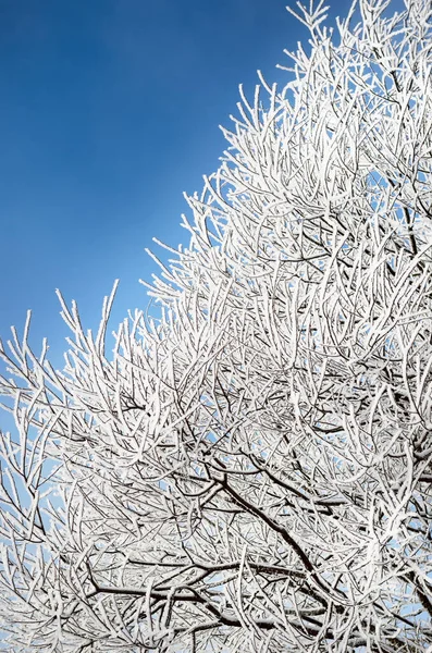 Snow Covered Trees Clear Blue Sky Blizzard Hoarfrost Tree Branches — Stock Photo, Image