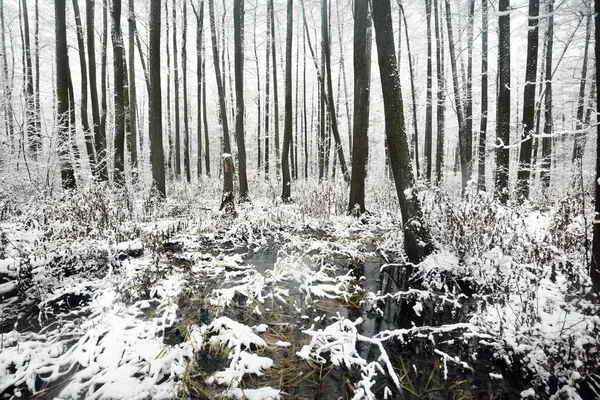 Blick Auf Den Gefrorenen Sumpf Und Wald Nach Einem Schneesturm — Stockfoto
