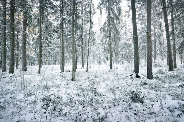 Atmosférická Krajina Zasněženého Věčně Zeleného Lesa Při Západu Slunce Čisté — Stock fotografie