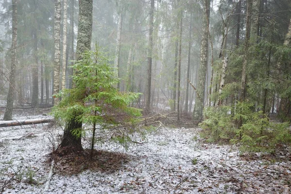 Abeto Verde Joven Pino Siempreverde Abedules Musgosos Una Niebla Blanca — Foto de Stock