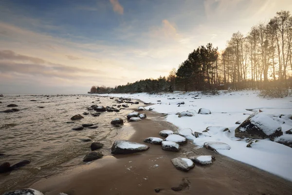日没の雪に覆われたバルト海沿岸の景色 水の中の石を閉じる 背景に針葉樹林 見事な雲景だ 暖かい夜の光 ラトビアのカルテネ — ストック写真