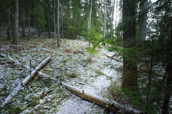 Camino Través Colina Cubierta Nieve Bosque Mixto Coníferas Pinos Verdes — Foto de Stock