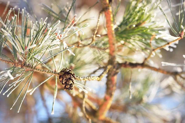 Νεαρό Κλαδί Από Έλατο Ένα Κώνο Βελόνες Από Κοντά Δάσος — Φωτογραφία Αρχείου