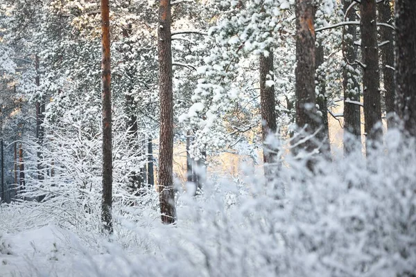 Mur Pins Épinettes Genévriers Dans Une Forêt Conifères Après Blizzard — Photo