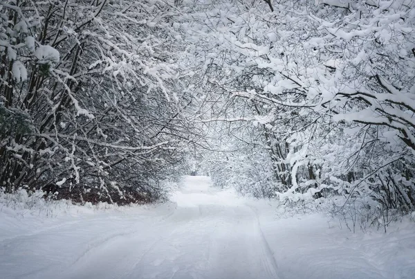 夕暮れ時の吹雪の後の落葉樹林を抜ける遊歩道 自然トンネルだ 雪に覆われた木々のクローズアップ 冬の不思議の国 牧歌的な風景です 環境保全 — ストック写真