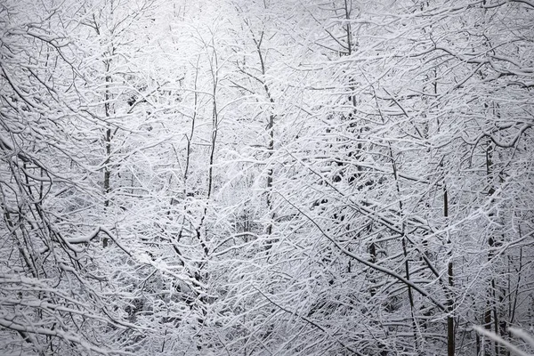 Paisagem Atmosférica Floresta Coberta Neve Pôr Sol Hoarfrost Ramos País — Fotografia de Stock