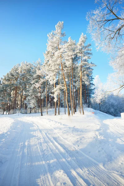 Köyde Karla Kaplı Köy Yolu Kış Mevsiminde Uzun Çam Ağaçları — Stok fotoğraf