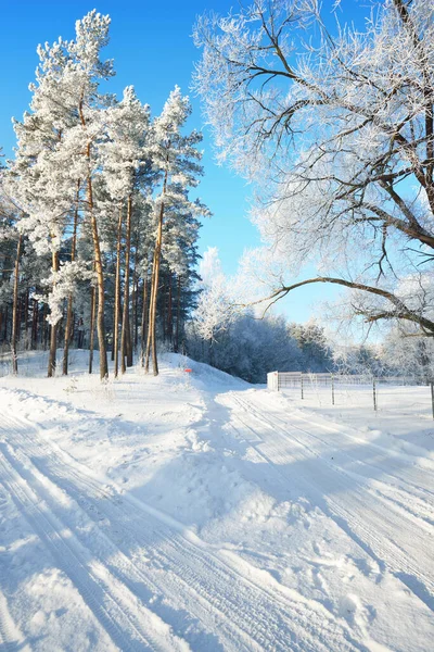 Estrada Rural Coberta Neve Através Aldeia Pinhais Altos Hoarfrost Luz — Fotografia de Stock