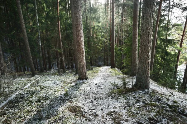 Caminho Através Colina Coberta Neve Uma Floresta Coníferas Mistas Pinheiros — Fotografia de Stock