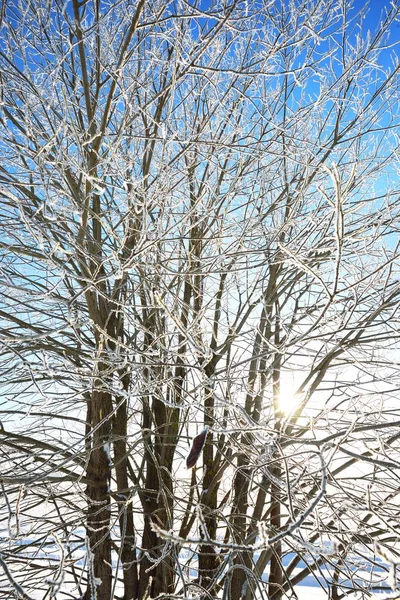 Uma Árvore Atrás Uma Nevasca Hoar Geada Nos Ramos Pura — Fotografia de Stock