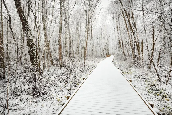 Chemin Moderne Bois Promenade Travers Forêt Feuilles Persistantes Après Blizzard — Photo