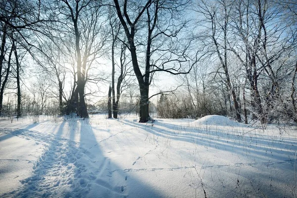 吹雪の後の旧市街公園を通る通路 背の高い木の幹を閉じます 枝に霜が降ります 新鮮な雪の中で人間のトラック 地面に影 真っ青な空 ラトビア 冬の風景 — ストック写真